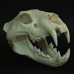 an animal skull with its mouth open on a black background