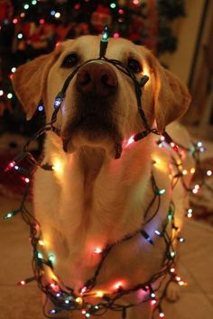 a dog with christmas lights around it's neck and the caption boan note