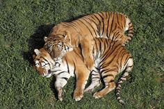 two tigers are laying on the grass together