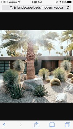 a house with palm trees and rocks in the front yard, surrounded by cacti