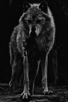 a black and white photo of a wolf