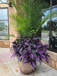 a large potted plant sitting on top of a sidewalk