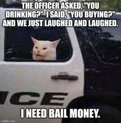 a white cat sitting in the driver's seat of a police car with caption that reads, i need bail money