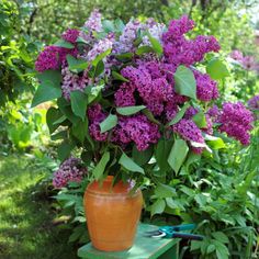 a potted plant with purple flowers sitting on a green bench in the middle of a garden