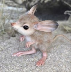 a small mouse sitting on top of a sandy ground