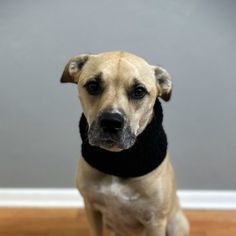 a brown dog wearing a black scarf on top of a hard wood floor next to a gray wall