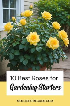 yellow roses in a pot with the words 10 best roses for gardening starter's