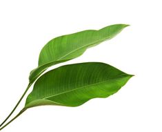 two green leaves on a white background