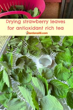 some green leaves are sitting in a strainer and on the table is a pink colander that says drying strawberries leaves for antioxidant rich tea