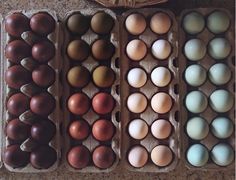 an assortment of eggs in cartons on the floor