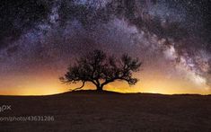 a lone tree in the middle of a field under a night sky filled with stars