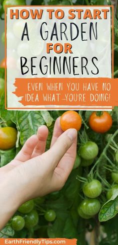 Picture of hand picking ripe tomato off plant with text overlay How to Start a Garden for Beginners Even When You Have No Idea What You're Doing