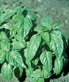 a close up of a plant with green leaves in the dirt and dirt ground behind it