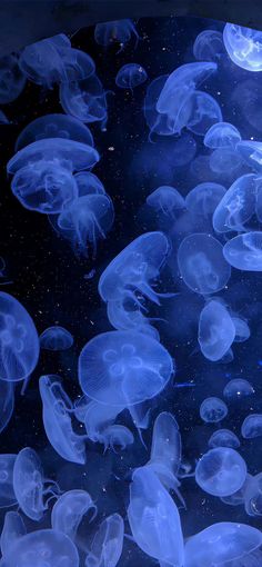 many jellyfish swimming in the water together