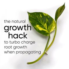 a green leaf with the words, the natural growth hack to turbo charge root growth when propagating