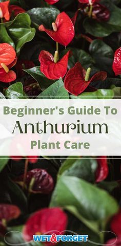 the beginner's guide to anthrorinm plant care