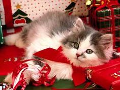 a kitten laying on top of a pile of christmas presents next to a red bag