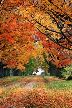 an autumn scene with leaves on the ground and trees lining the road in the background