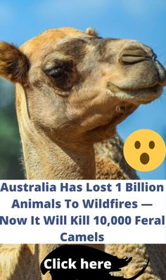 a camel with the caption australia has lost 1 billion animals to wildfires now it will kill 10, 000 fear camels