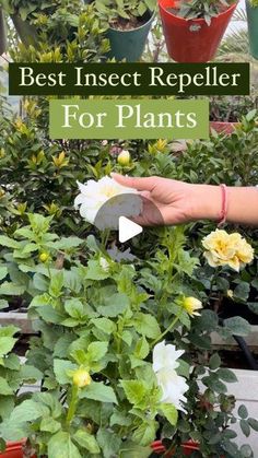 a person holding a plant in their hand with the words best insect repeller for plants