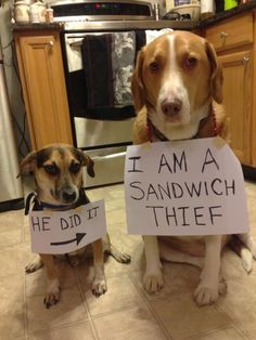 two dogs sitting on the floor holding signs that say i am a sandwich thief and he did it