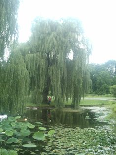 a pond with water lilies and trees in the background, surrounded by greenery