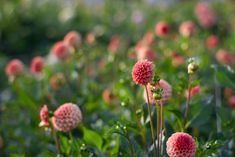 pink flowers are growing in the middle of a field with green grass and trees behind them