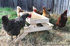 several chickens eating out of a wooden trough