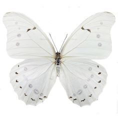 a white butterfly with black spots on its wings