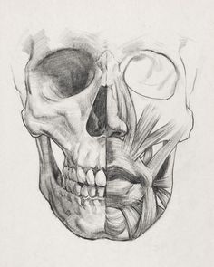 a pencil drawing of a human head with muscles highlighted in the lower half and upper half