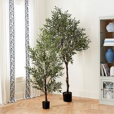 two potted trees sitting on top of a wooden floor next to a book shelf