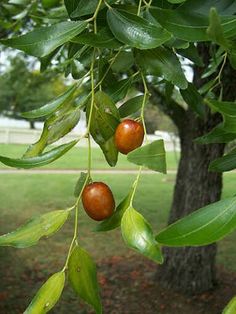 the fruit is hanging from the tree branch