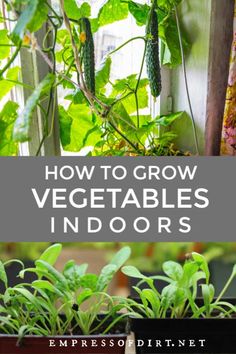 an image of vegetables growing in the garden with text overlay that reads how to grow vegetables indoors