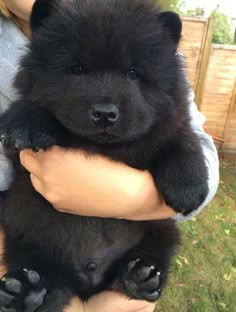 a person holding a black puppy in their arms