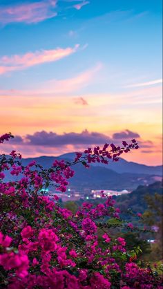 pink flowers are blooming in the foreground with mountains in the background at sunset