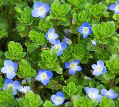 small blue flowers with green leaves in the foreground and on the far side, there is no image here to provide a caption for