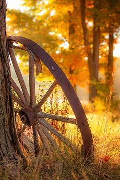 an old wooden wheel leaning against a tree