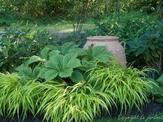 Rodgersia and Hakonechola Hakone Grass, Hakonechloa Macra, Plant Combos, Japanese Forest, Plant Combinations