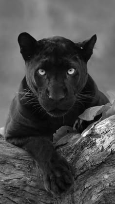 a black panther is sitting on a tree branch