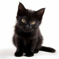 a small black kitten sitting on top of a white floor