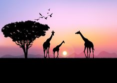 three giraffes are silhouetted against the setting sun as birds fly overhead