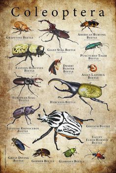 an old poster with bugs and other insects on it's back cover, which reads coleoptera