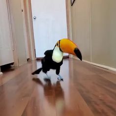 a black and white bird with a large yellow beak on it's back legs