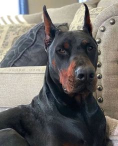 a black and brown dog laying on top of a couch