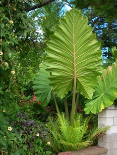 a large green plant sitting in the middle of a garden