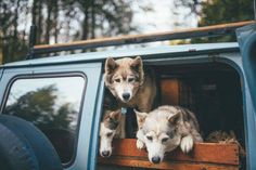 two husky dogs are sitting in the back of a blue pick up truck with its owner