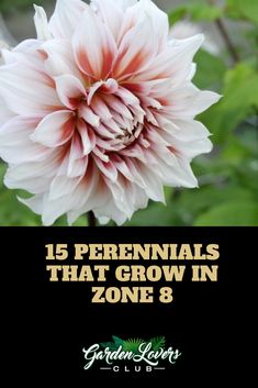 a pink flower with the words 15 perennials that grow in zone 8 on it