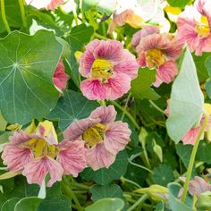 pink flowers with green leaves in the background