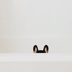 a dog peeking out from behind a bathtub