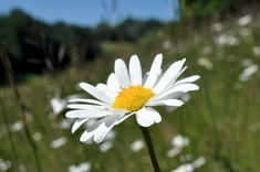 a white daisy with yellow center standing in a field full of grass and wildflowers